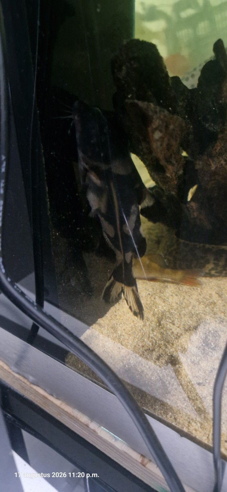 harlequin lancer catfish, Dieren en Toebehoren, Vis, Zoetwatervis