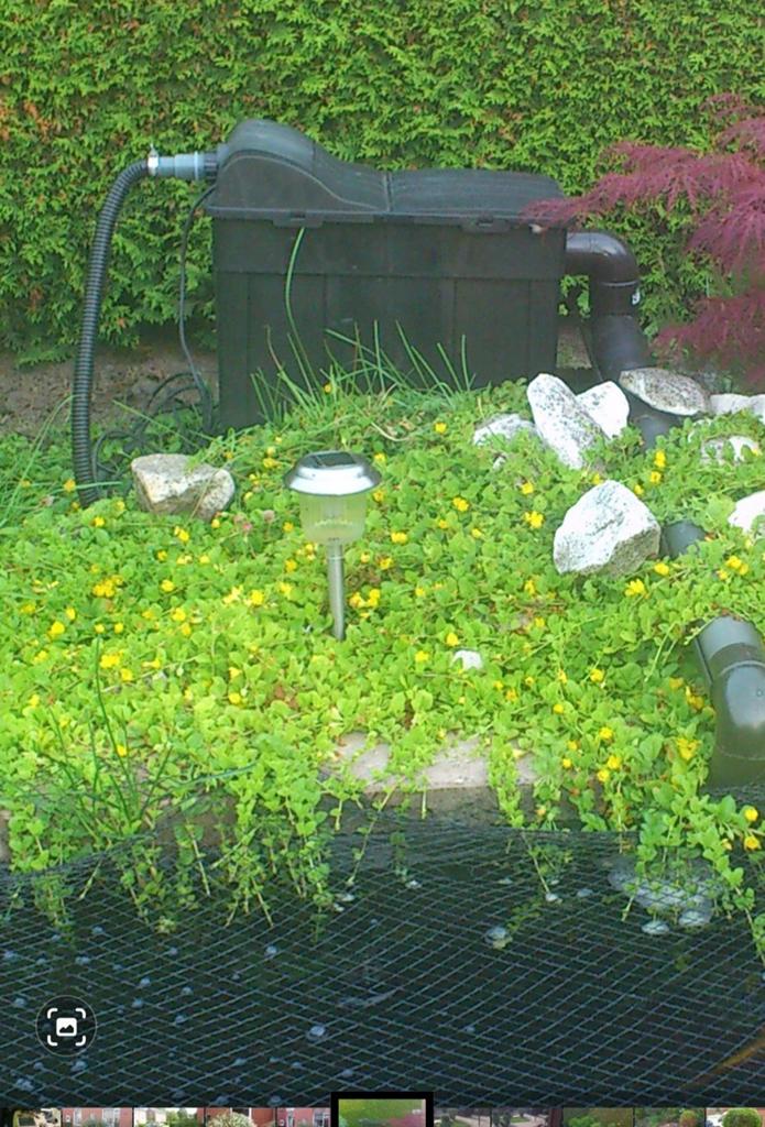 Bodembedekker Penningkruid, Tuin en Terras, Planten | Tuinplanten, Ophalen of Verzenden, Bodembedekkers, Halfschaduw
