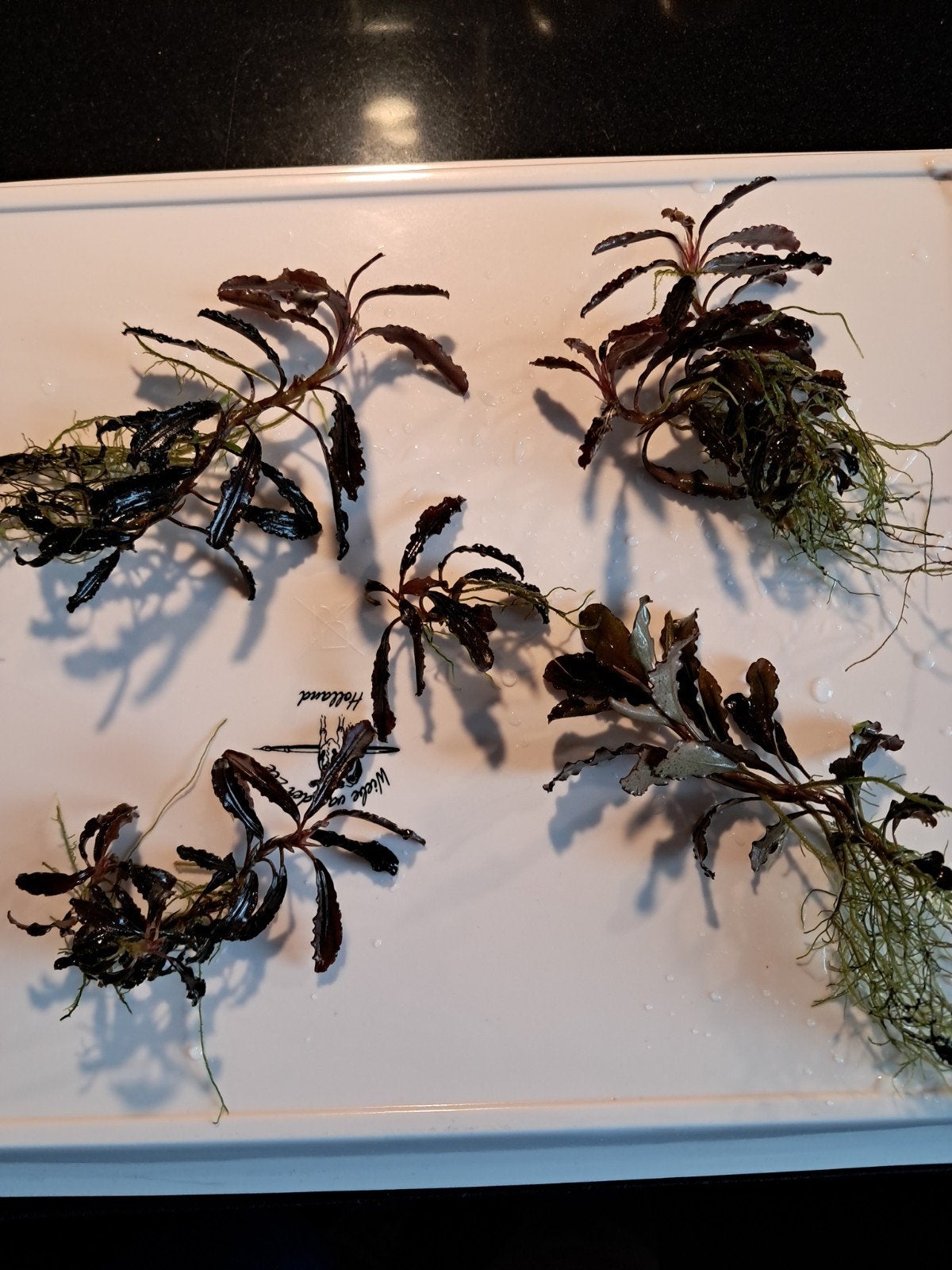 Bucephalandera red, Ophalen of Verzenden, Nieuw, Plant(en), Steen of Hout