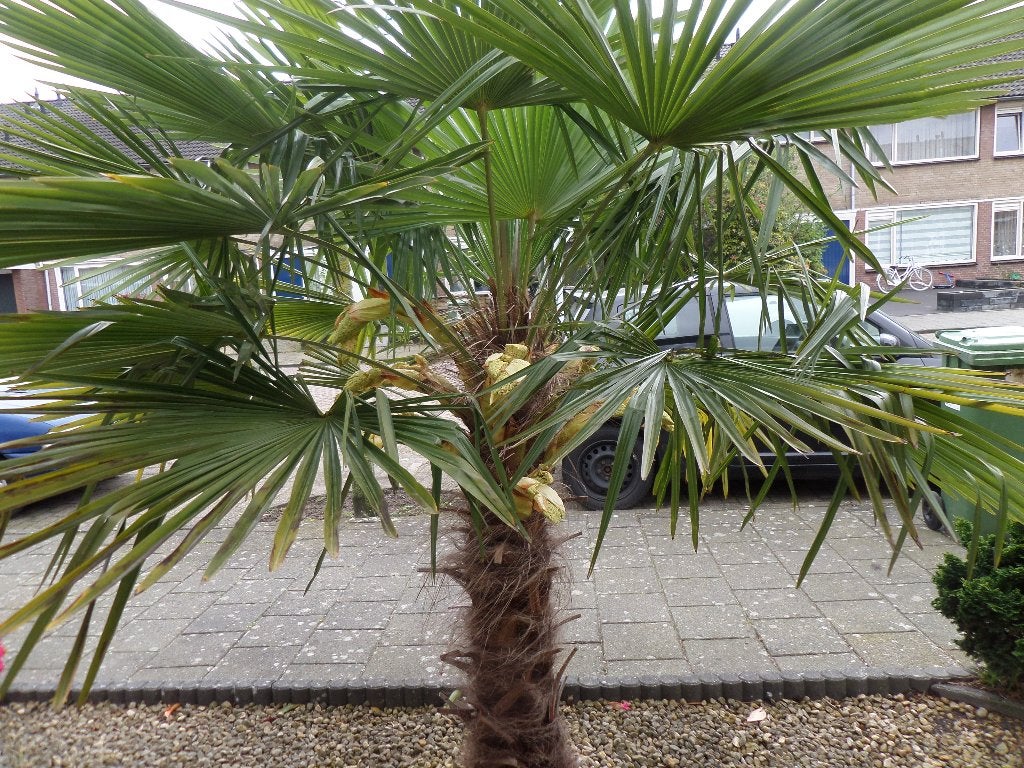 Palm Boompje Trachycarpus fortunei, Bloeit niet, Minder dan 100 cm, Palmboom, Ophalen