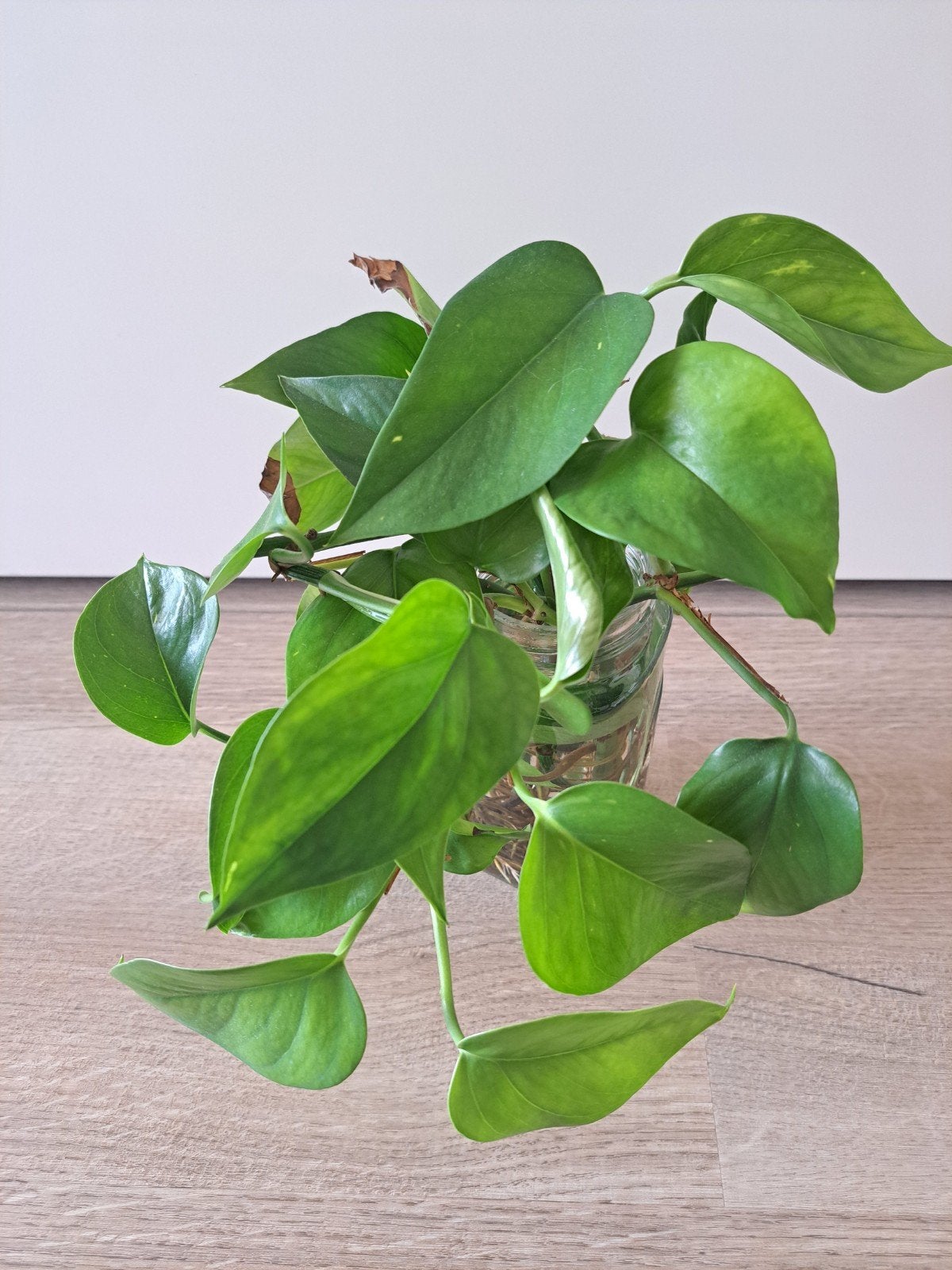 Scindapsus Epipremnum Aureum stekken op water, Huis en Inrichting, Kamerplanten, Ophalen, Overige soorten, Halfschaduw, Minder dan 100 cm