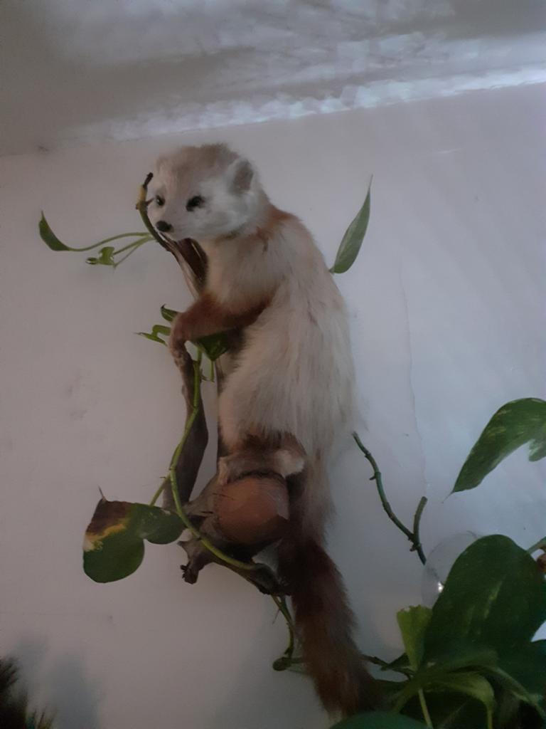 TAXIDERMIE Unieke Opgezette Steenmarter met Leucisme, Verzamelen, Dierenverzamelingen, Ophalen of Verzenden, Zo goed als nieuw