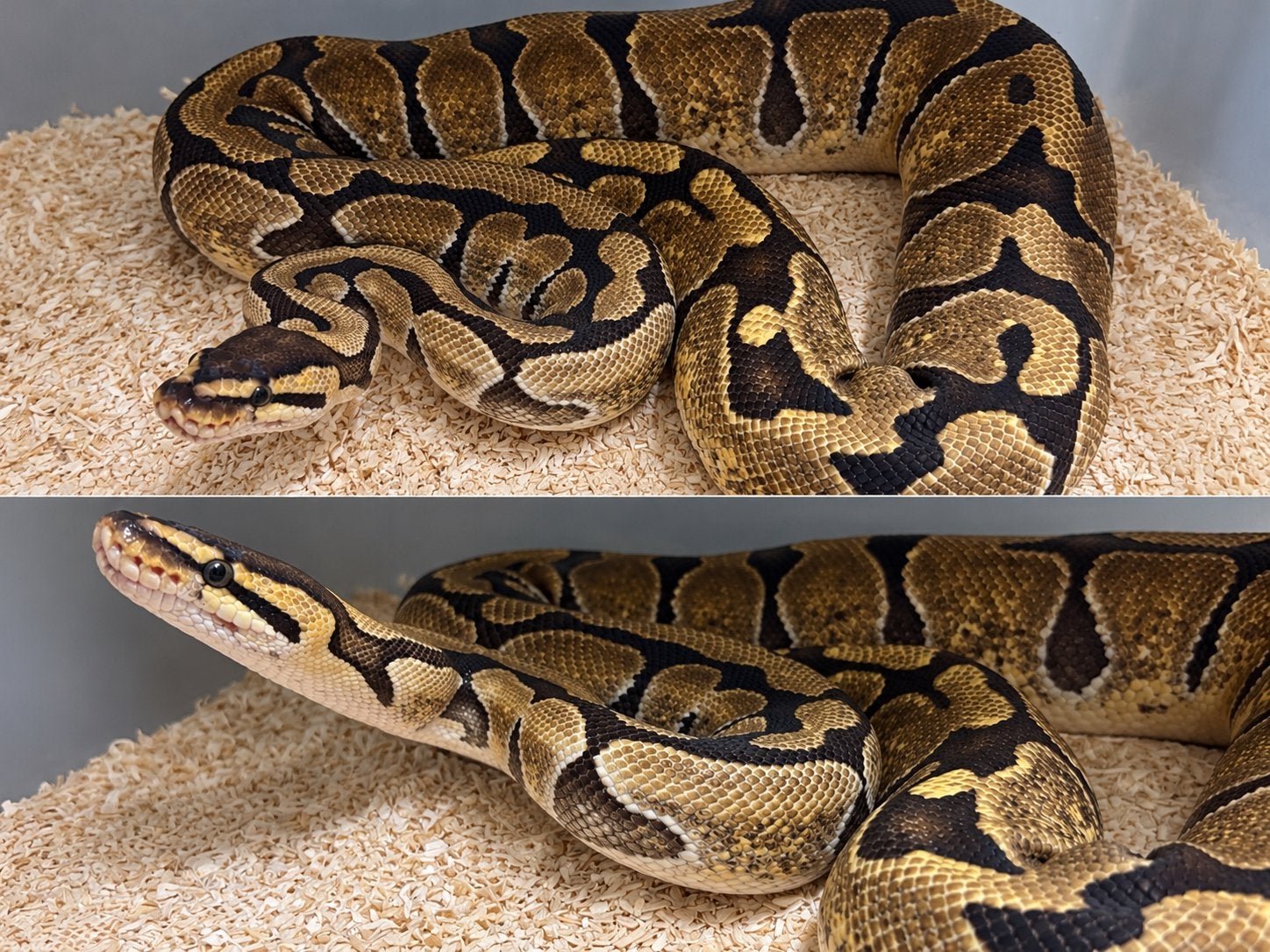 Fire het Puzzle vrouw ballpython Koningspython