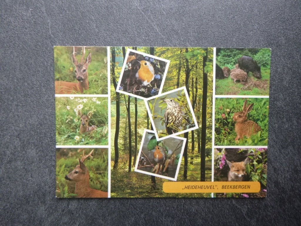 Beekbergen, Heide heuvel,  bos/dieren 1982, Verzenden, 1980 tot heden, Gelopen, Gelderland
