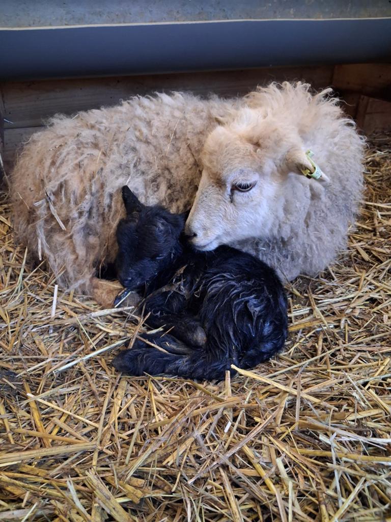 Schaap scheerder GEZOCHT, Dieren en Toebehoren, Meerdere dieren, Schaap, 3 tot 5 jaar