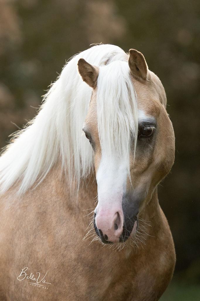 Topkwaliteit Welsh pony hengsten ter dekking, Dieren en Toebehoren, Pony's, Meerdere dieren, Onbeleerd, C pony (1.27m tot 1.37m)