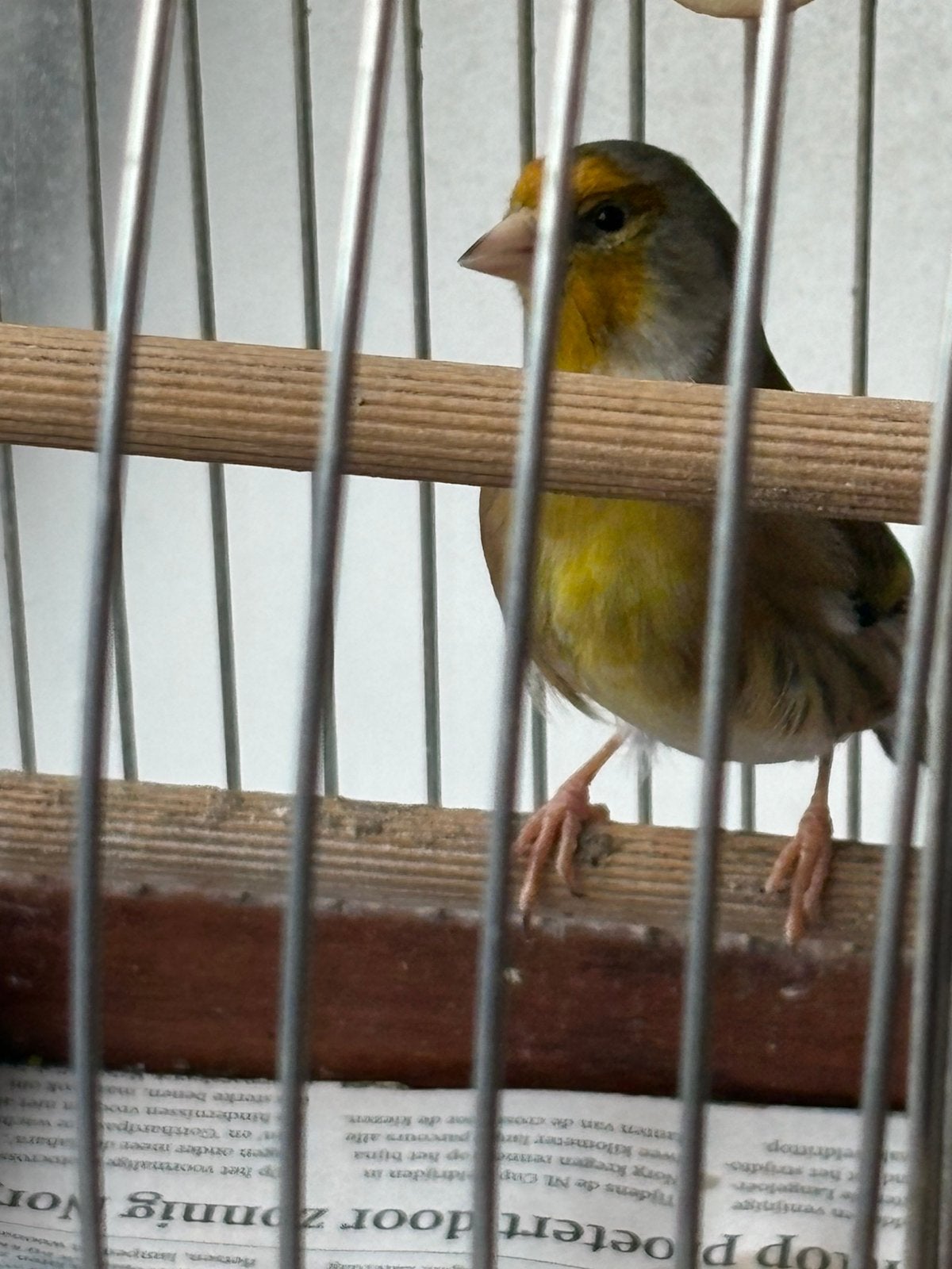 Putter X kanarie bastaard, Dieren en Toebehoren, Mannelijk, Wildzangvogel