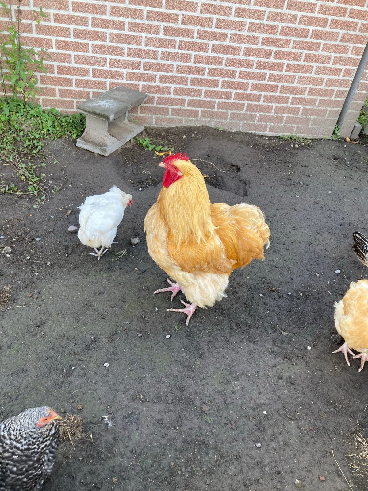 Orpington bluff haan, Dieren en Toebehoren, Pluimvee, Mannelijk, Kip
