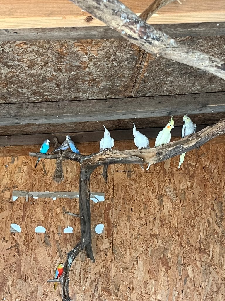 Volière vogels, Meerdere dieren, Parkiet