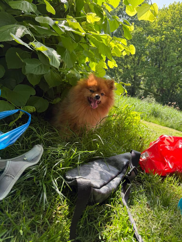 Hond dekreuen, Dieren en Toebehoren, 6 jaar of ouder, Nederland, Reu, CDV (hondenziekte)