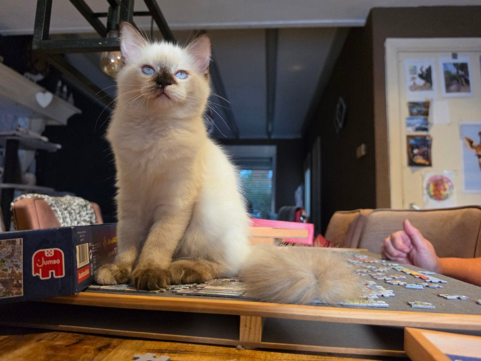 ragdoll poesje, mag verhuizen, Poes, Gechipt, 0 tot 2 jaar