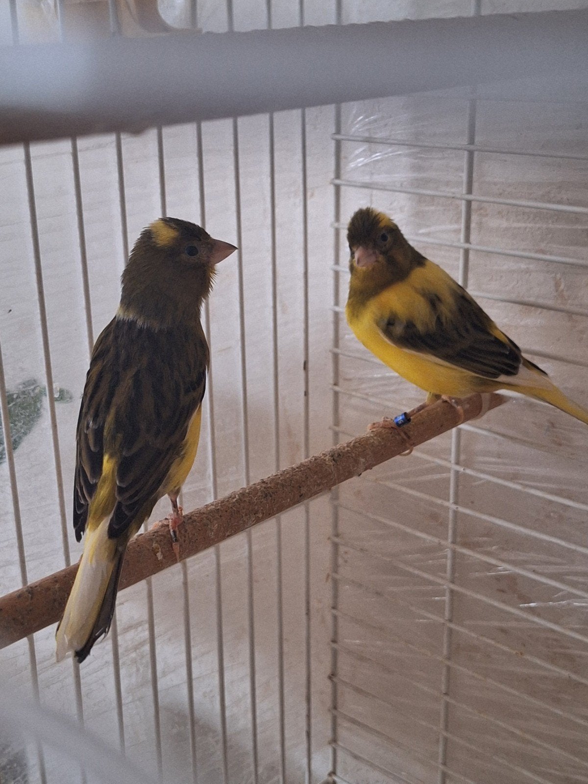 Raza kanaries, Dieren en Toebehoren, Vogels | Kanaries