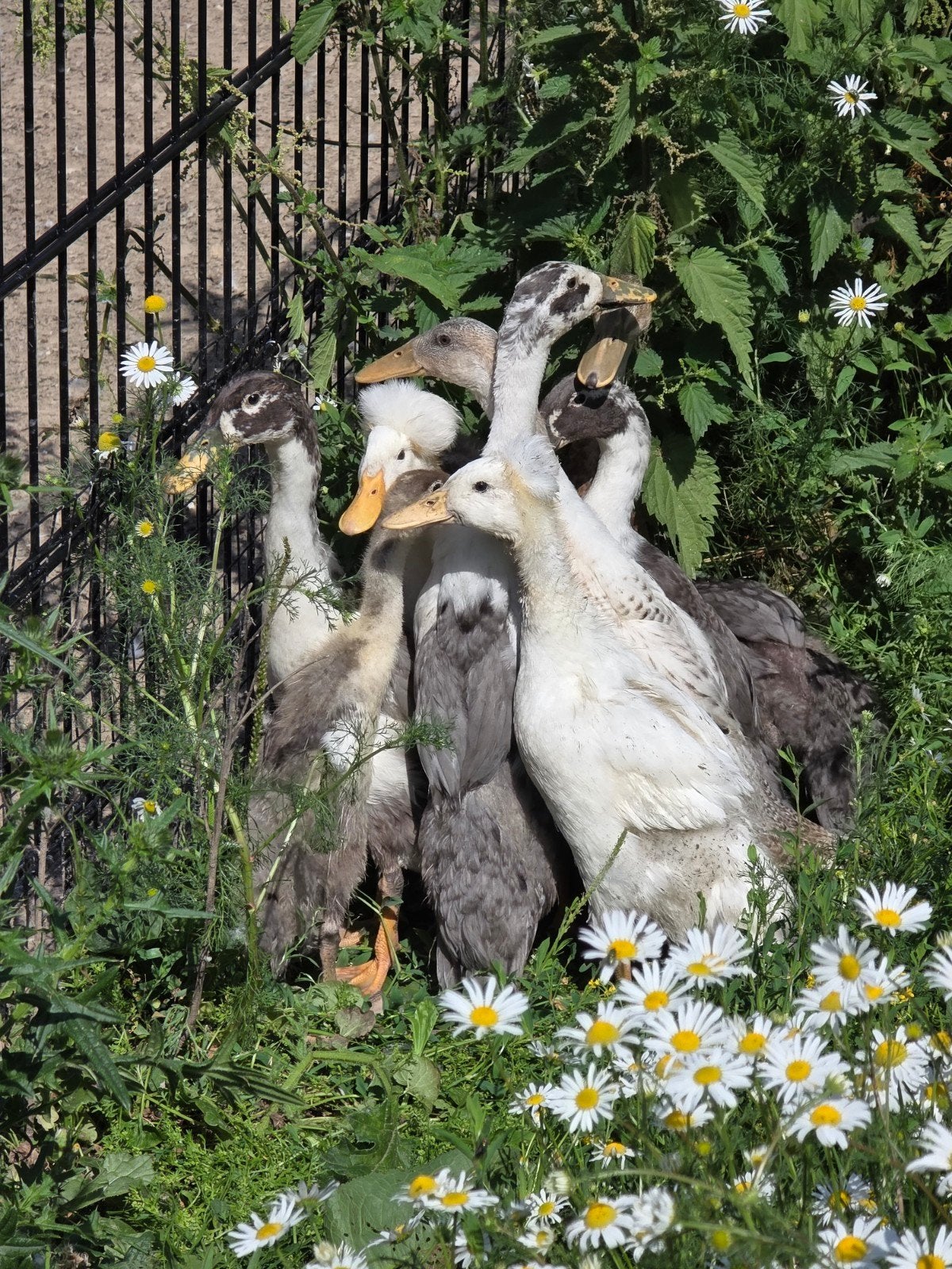 Loopeenden, loopeendjes, Meerdere dieren, Eend