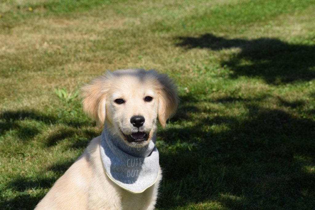 Golden retriever pups, Dieren en Toebehoren, Honden | Retrievers, Spaniëls en Waterhonden, Golden retriever, België, 15 weken tot 1 jaar