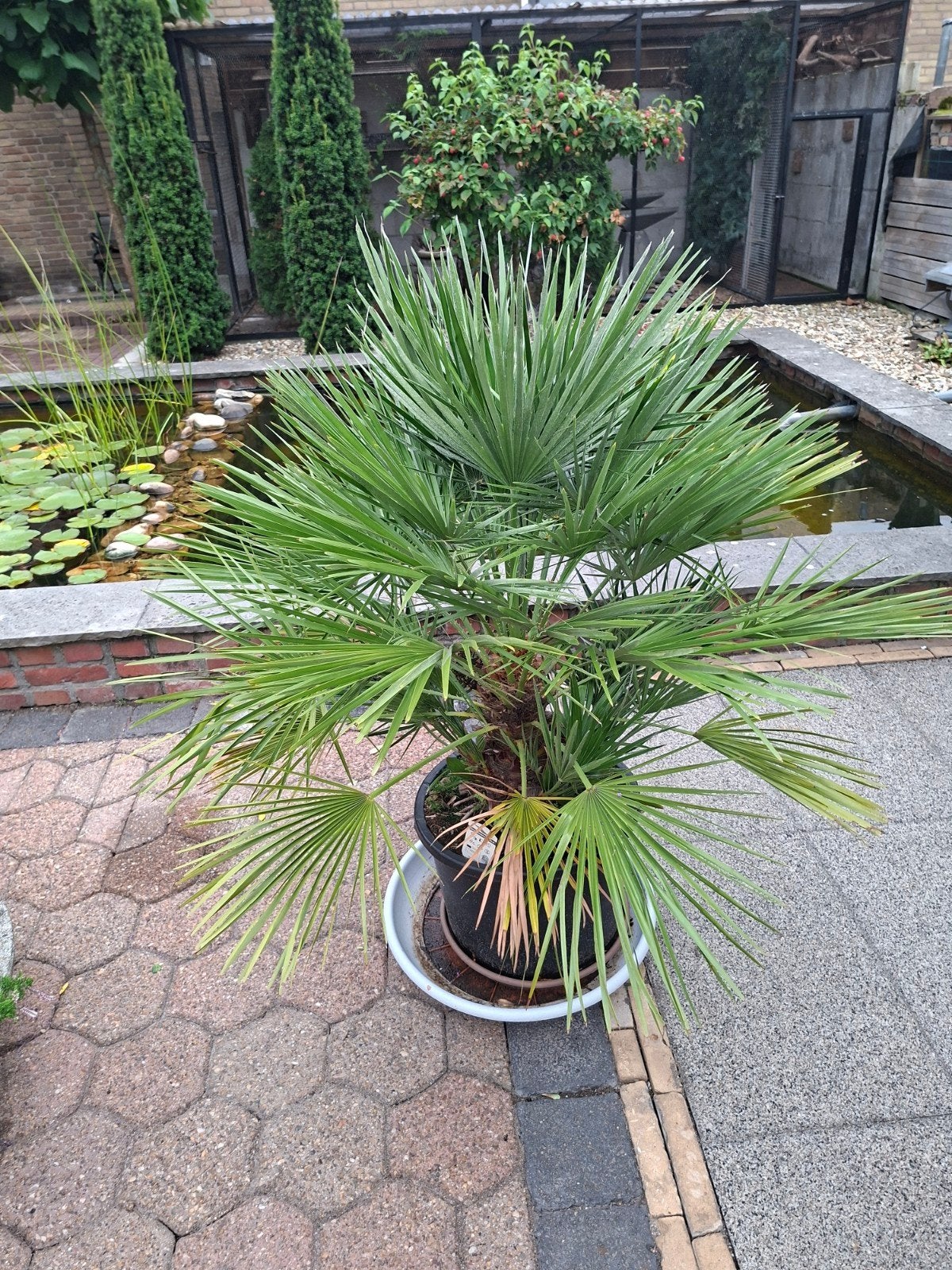 Mooie palmboom van circa 125 cm hoog, Volle zon, Vaste plant, Bloeit niet, Ophalen