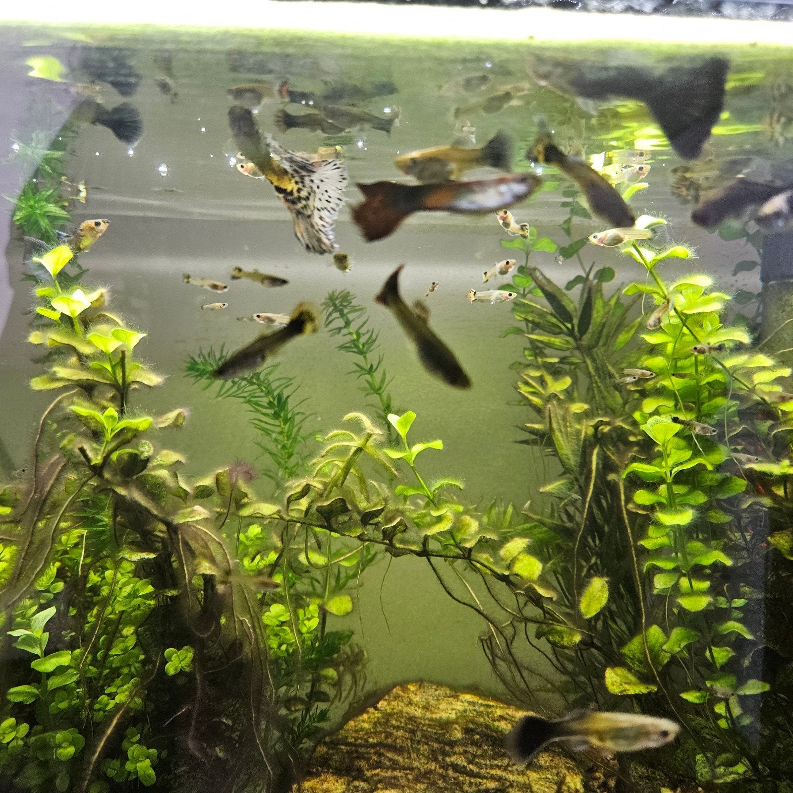 Guppies, kleine en wat grotere gratis af te halen, Dieren en Toebehoren, Vis