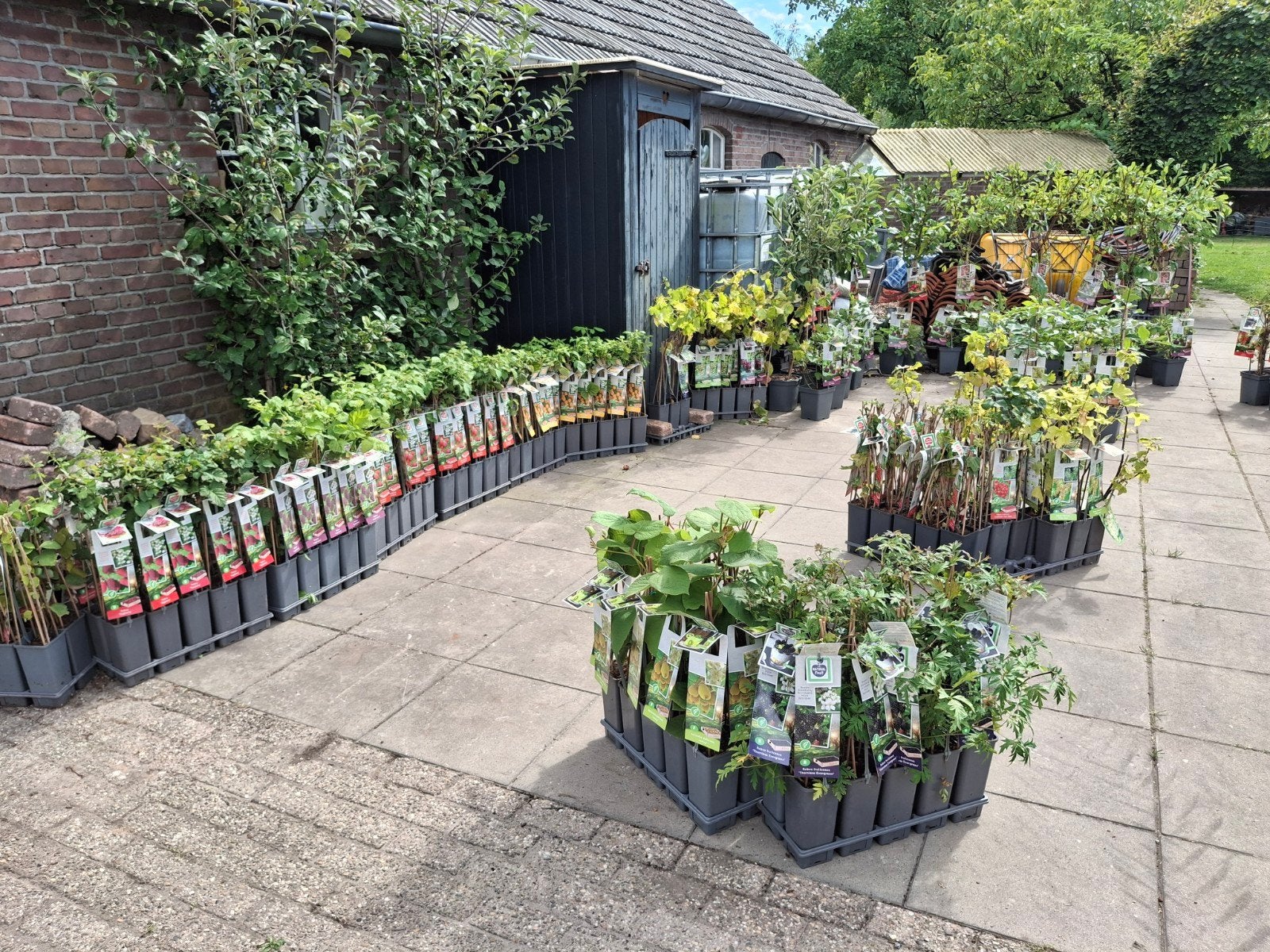 Fruitstruiken, kiwi, peacannoot, pawpaw, Volle zon, Vaste plant, Ophalen of Verzenden, Fruitplanten