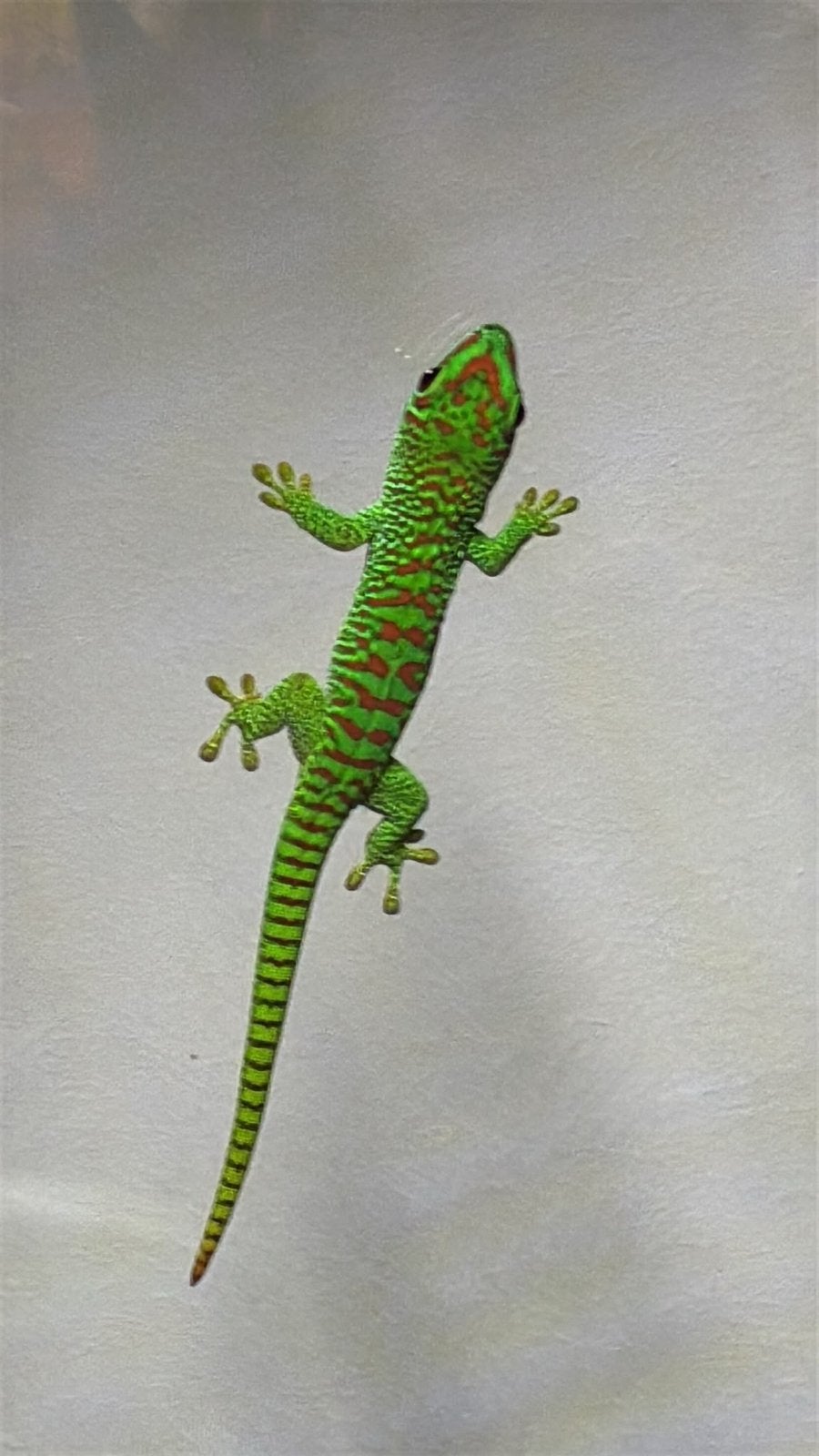 Jonge phelsuma grandis, Dieren en Toebehoren, Hagedis, 0 tot 2 jaar