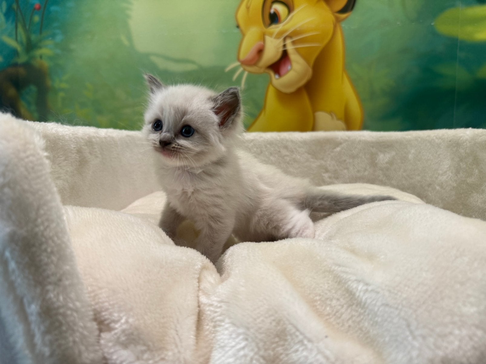 Ragdoll kittens, Meerdere dieren