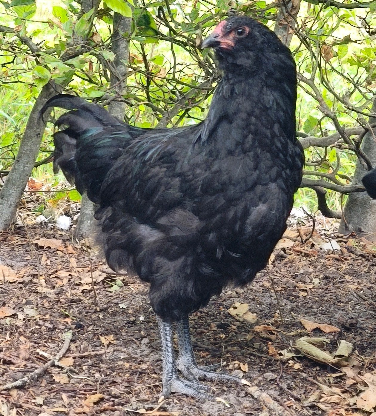 Ameraucana haan zwart van april 2026, Dieren en Toebehoren, Mannelijk, Kip