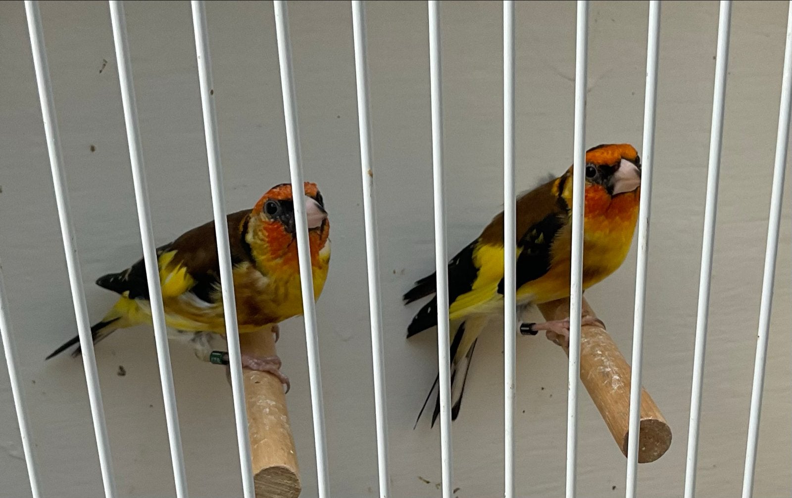 Gele putters, Dieren en Toebehoren, Geslacht onbekend, Wildzangvogel, Tam