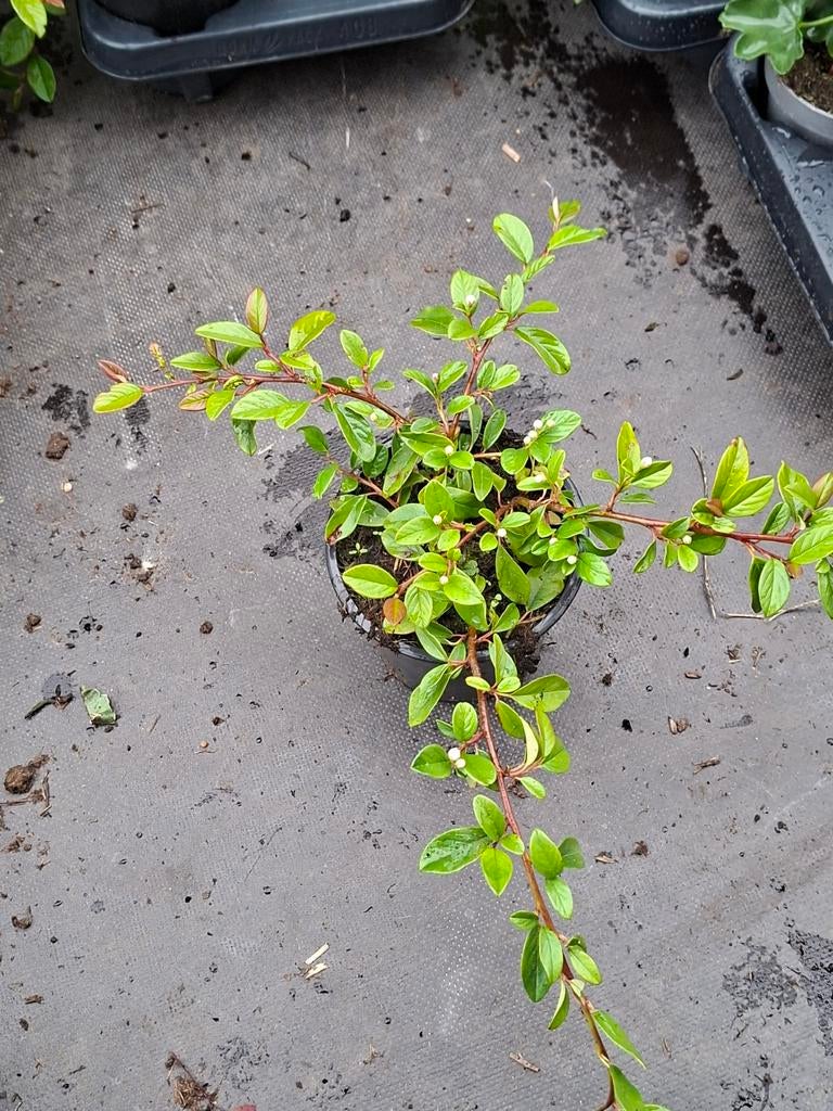 Cotoneaster Dammeri Dwergmispel potmaat p13, Tuin en Terras, Planten | Tuinplanten, Ophalen, Overige soorten, Volle zon