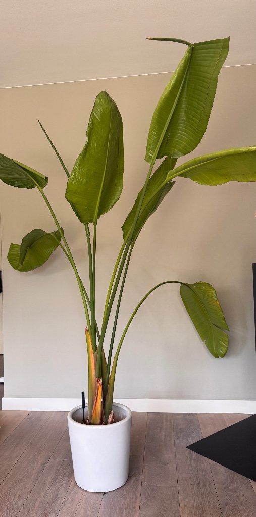 Sterlitzia Augusta 200cm, Huis en Inrichting, Kamerplanten, Ophalen, Halfschaduw, Minder dan 100 cm