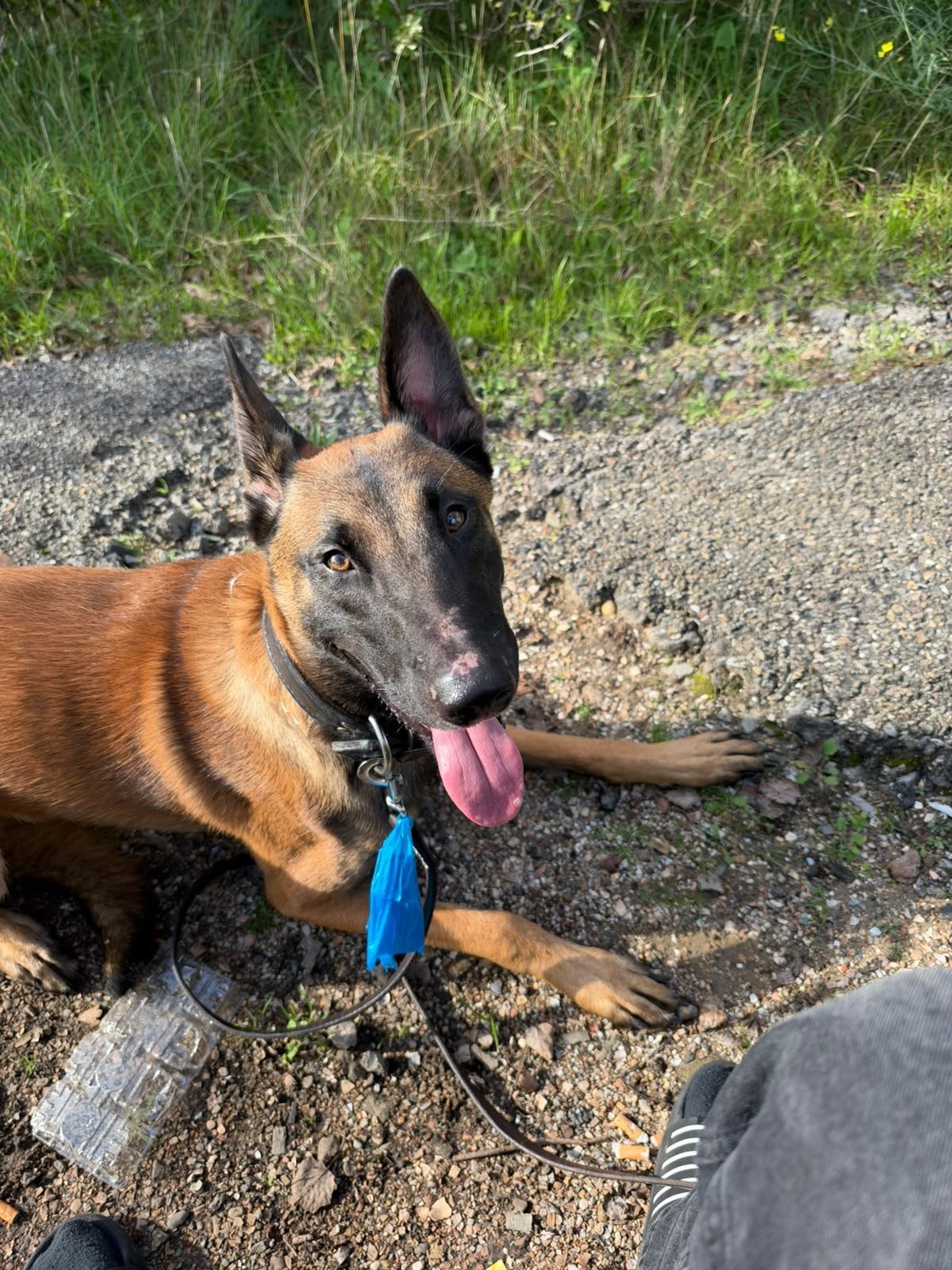 mechelse  Herder  1 jaar  oud, Reu, CDV (hondenziekte), 1 tot 2 jaar, Eén hond