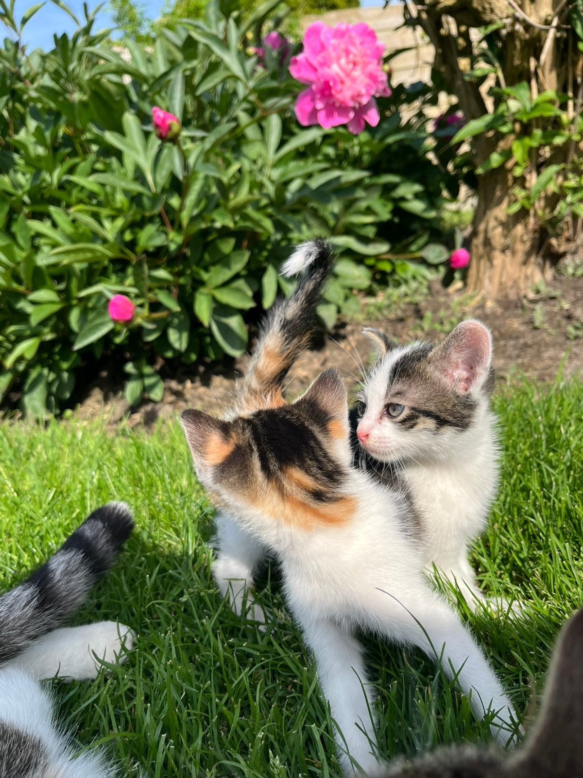 Lieve kittens, Dieren en Toebehoren, Katten en Kittens | Overige Katten, Meerdere dieren