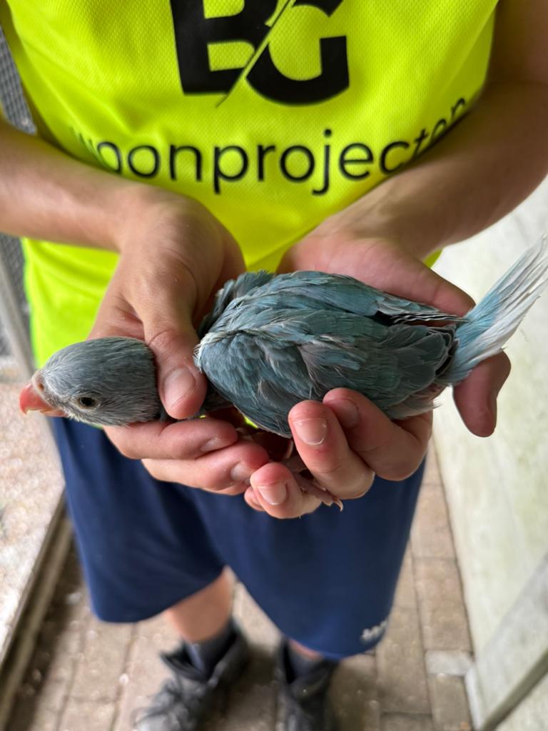 Halsbandparkieten, Meerdere dieren, Parkiet, Geringd