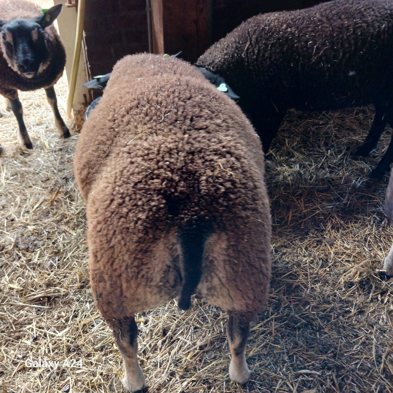 Beste dassenkop ooi en ramlammeren, Vrouwelijk, Schaap