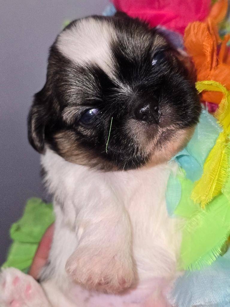 Shih tzu pups (NOG 1 REUTJE OVER), Parvo, Overige rassen, 8 tot 15 weken, Meerdere