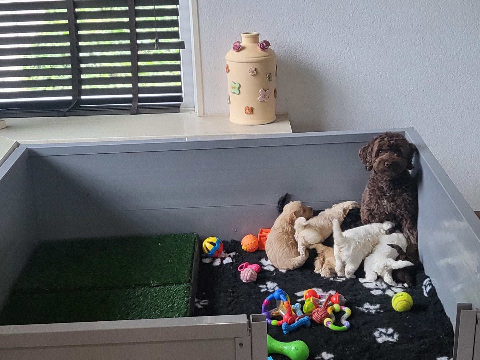 Mini labradoodles pups te reserveren . geboren  12/09 ., Nederland, Overige rassen, 8 tot 15 weken, Meerdere
