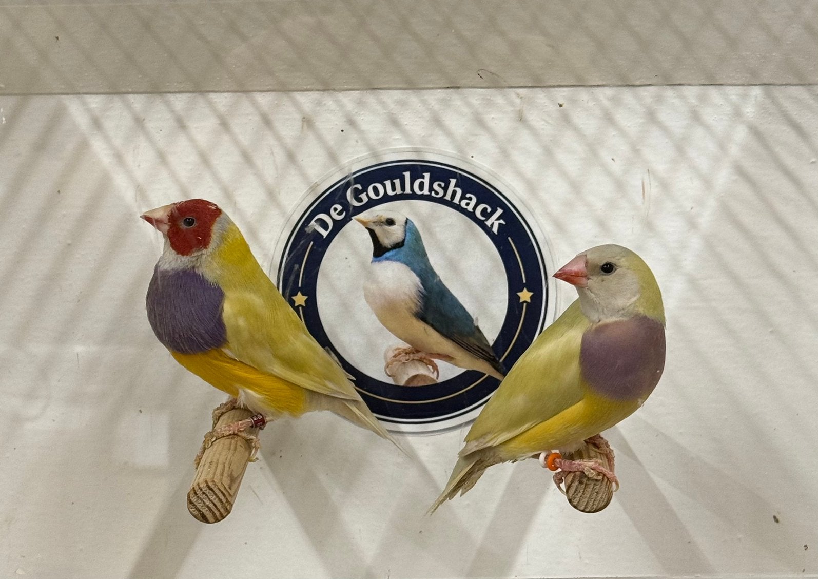 Gouldamadine (koppel 3), Dieren en Toebehoren, Meerdere dieren, Geringd