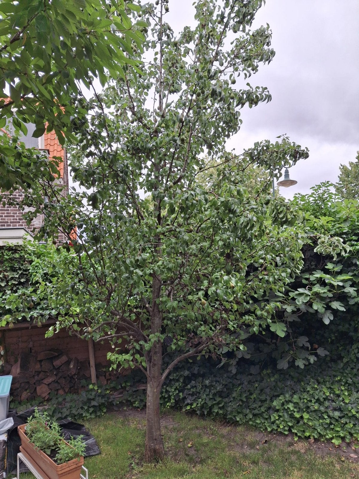 Mooie perenboom, Ophalen, Halfschaduw, Overige soorten