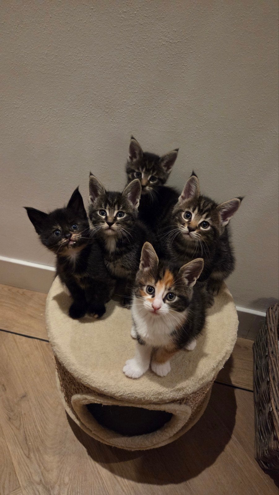 Prachtige lieve kruising x Maine Coon kittens, Meerdere dieren