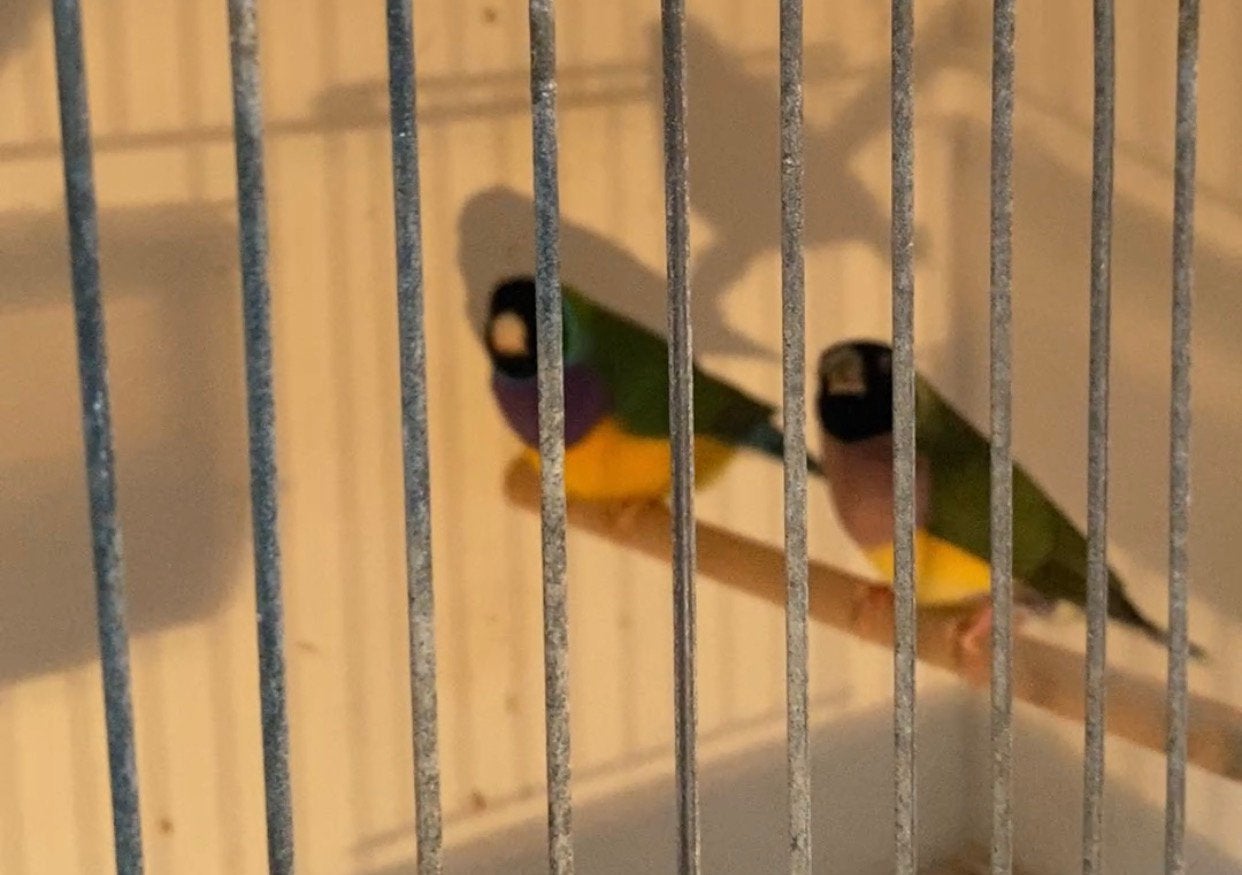 Koppel gouldamadine, Dieren en Toebehoren, Meerdere dieren