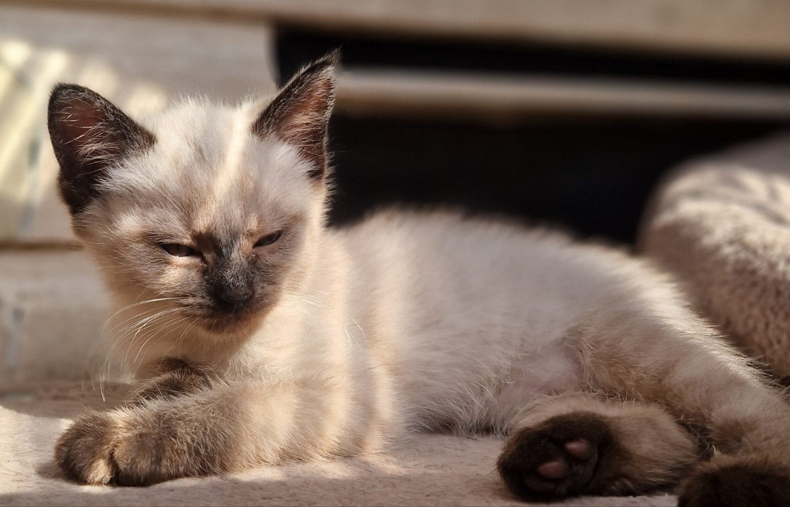 Maine Coon x Ragdoll kittens MOGEN VERHUIZEN., Dieren en Toebehoren, Katten en Kittens | Raskatten | Langhaar, Meerdere dieren