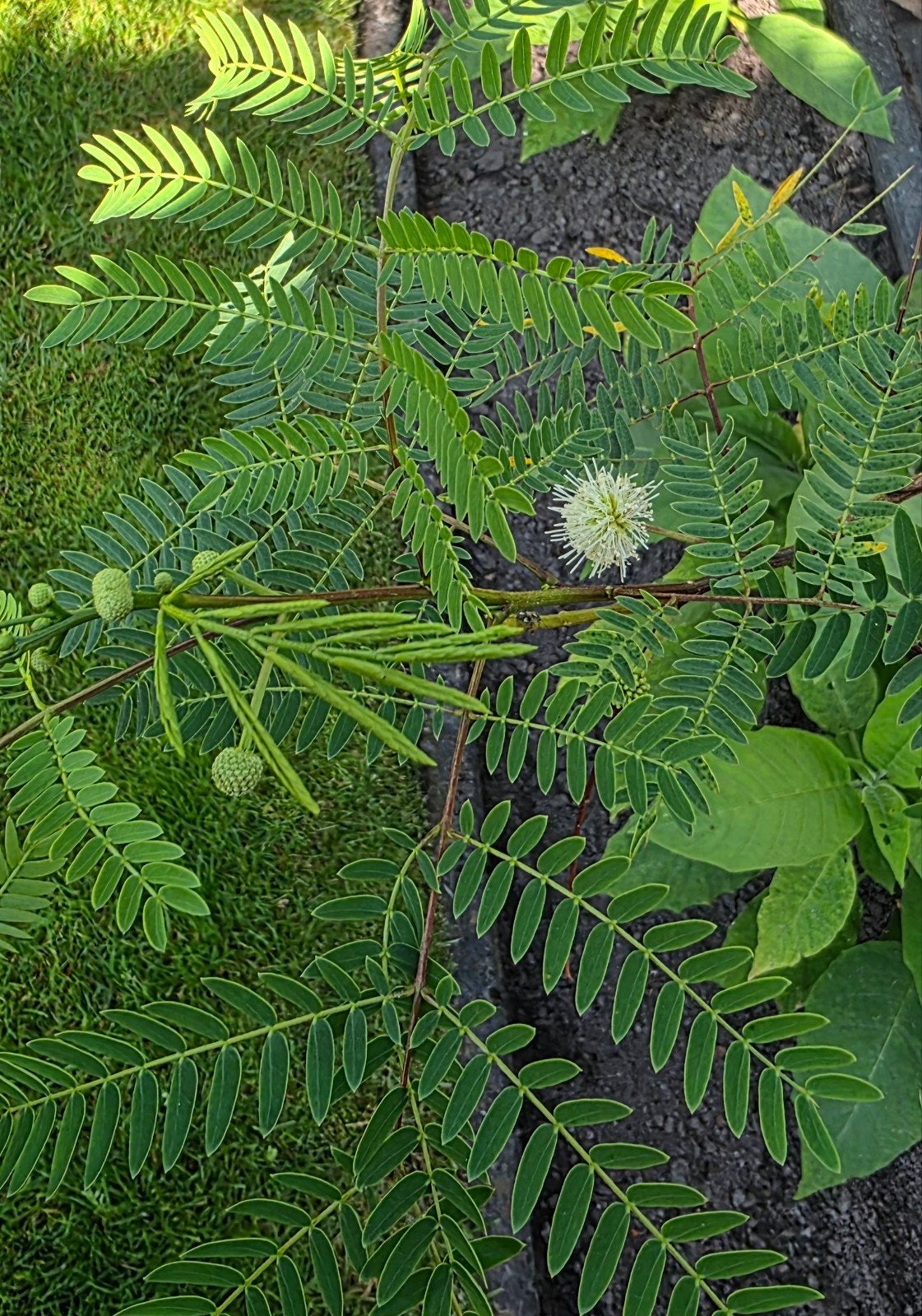 Witte Mimosa boom (Leucaena leucocephala), Volle zon, Vaste plant, Zomer, Ophalen