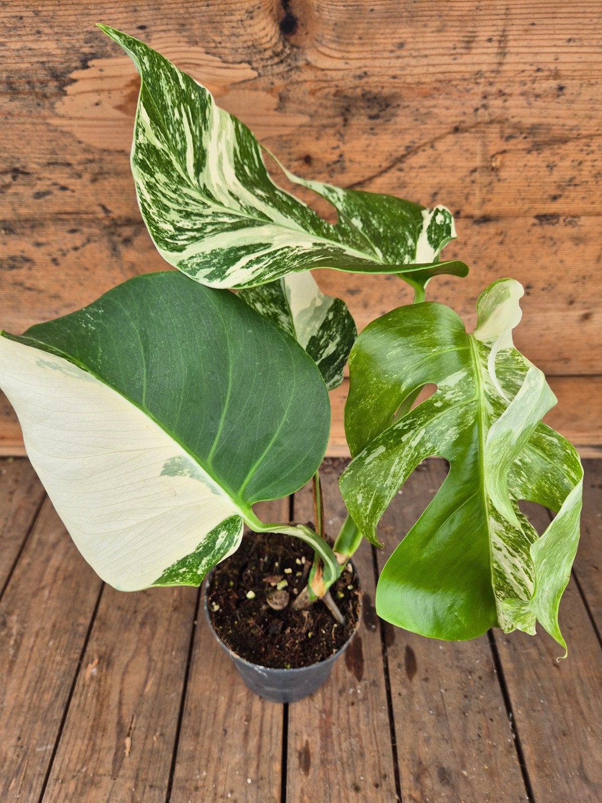 Monstera Deliciosa Variegata p12 (4), Ophalen of Verzenden, Halfschaduw, Minder dan 100 cm