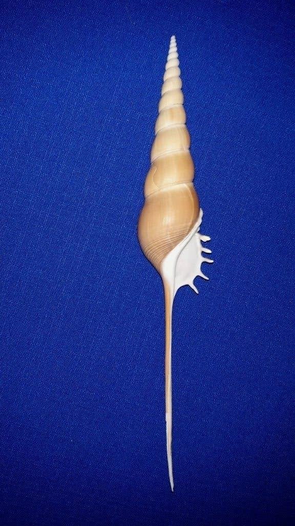 Schelpen, Tibia fusus, Ophalen of Verzenden, Schelp(en)