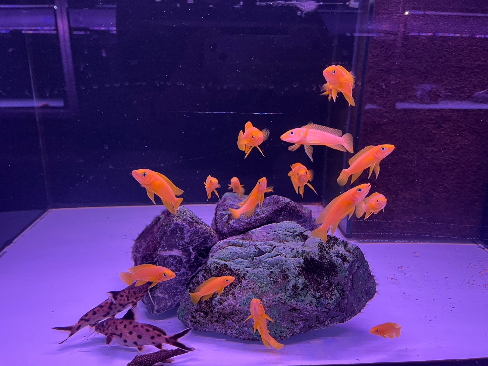 Neolamprologus leleupi, Vis
