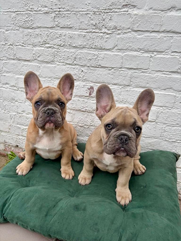Franse Bulldog, Dieren en Toebehoren, Honden | Bulldogs, Pinschers en Molossers, België, Particulier, 8 tot 15 weken, Parvo