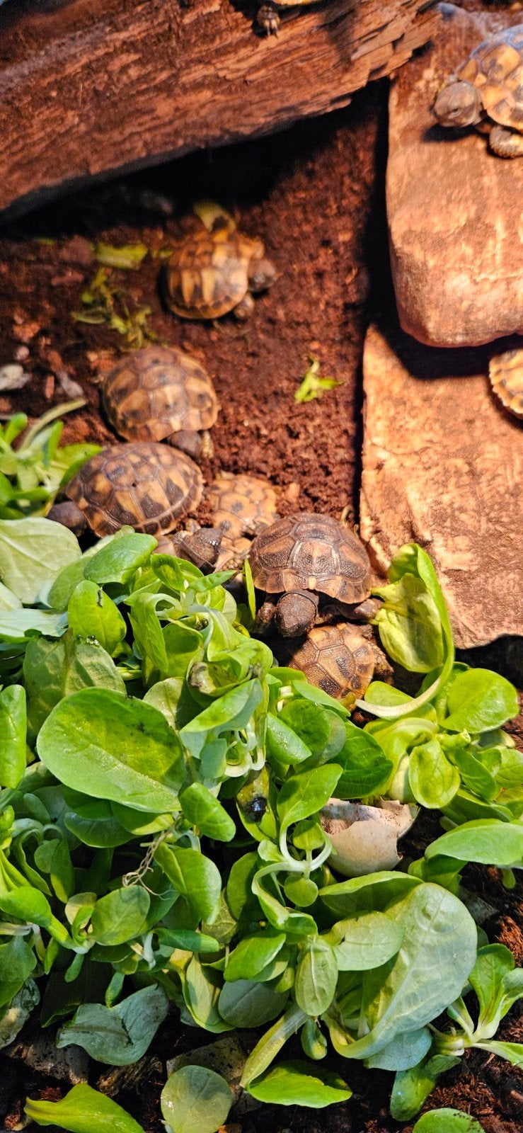 Tweetal lieve landschildpadden uit 2026 Tortoise photo 4