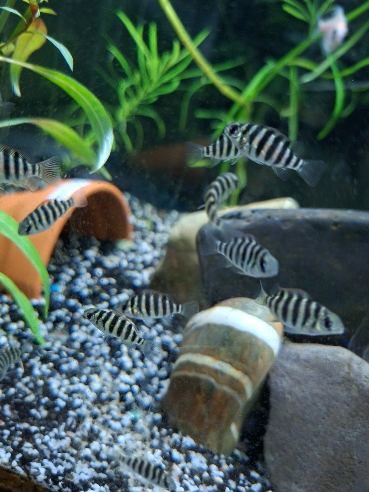 Tilapia mariae chichlide  jong 2 euro, Dieren en Toebehoren, Vissen | Aquariumvissen, Vis