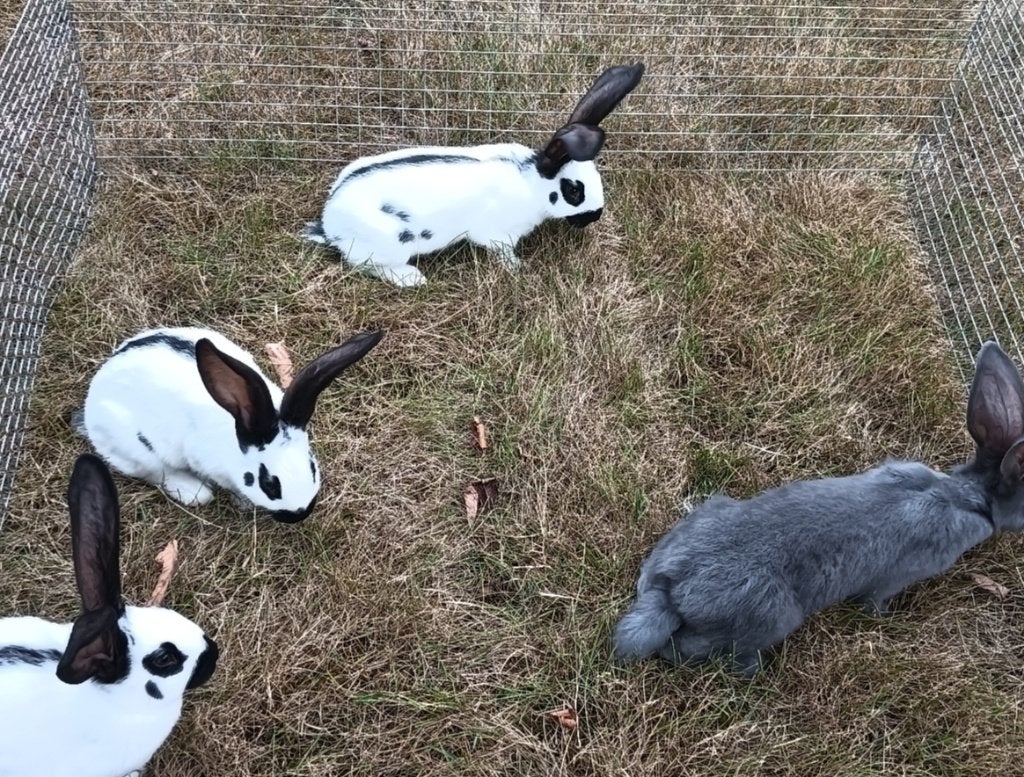 Nest reuze vlinder Lotharinger konijnen, Meerdere dieren, Groot, 0 tot 2 jaar