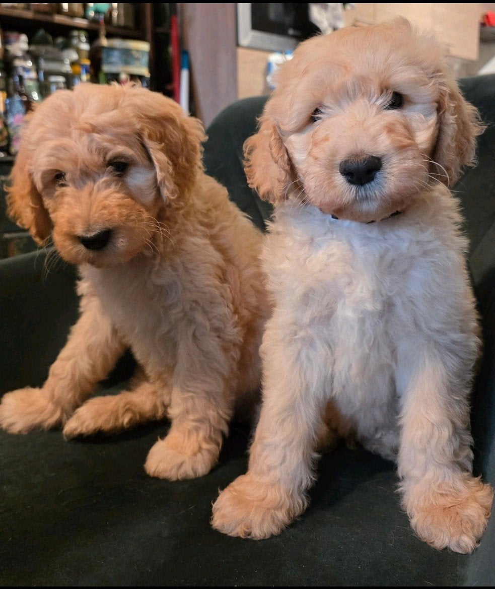 Lieve Bernedoodle pups ️, Dieren en Toebehoren, 8 tot 15 weken, Meerdere, Meerdere dieren, Nederland