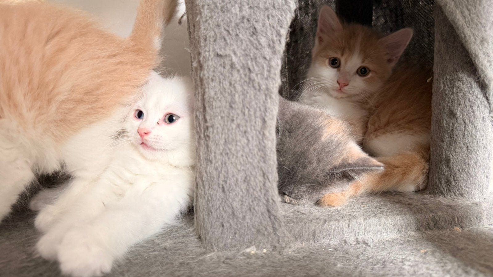 Prachtige Britse langhaar en korthaar mix kittens, Meerdere dieren, Ontwormd