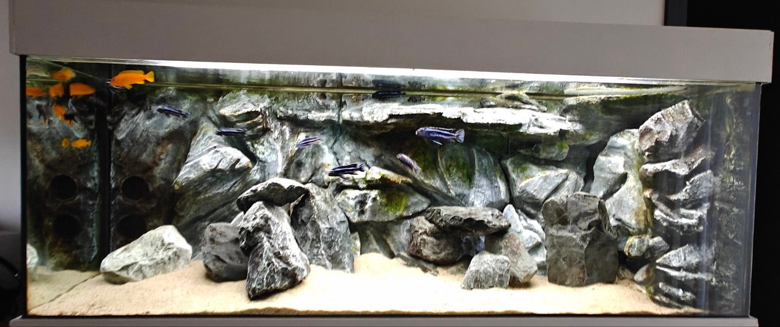 compleet aquarium 120x 40x50, Ophalen, Inclusief toebehoren, Gebruikt, Gevuld zoetwateraquarium