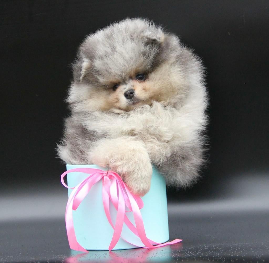Pomeriaan pup reutje Merle Bear type – te reserveren, Nederland, Keeshond, Reu, 8 tot 15 weken